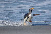PENQUINS OF THE FALKLANDS