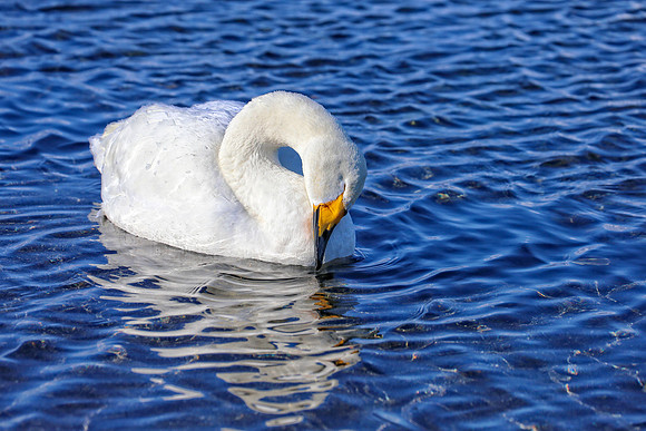Necking
