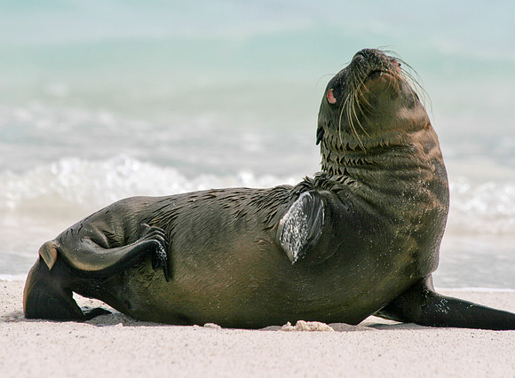 Seal Love