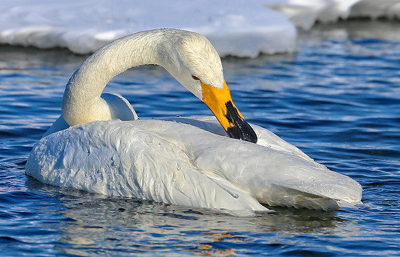 Beauty of Swans (Cr)