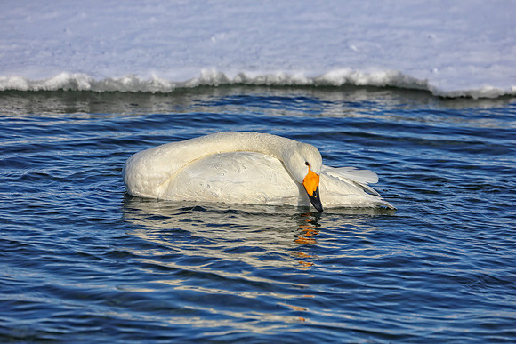 Swan Pose (full frame)