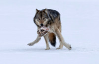 Canada Winter Wildlife
