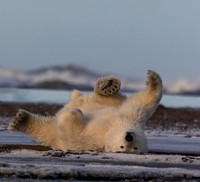 POLAR BEARS