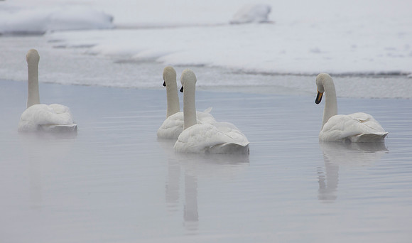 Silently Gliding