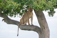 TREE LIONS IN KENYA