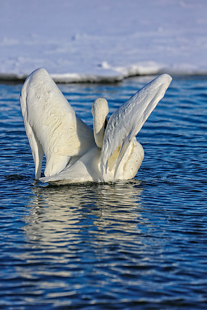 Wing Flaps Up (full frame)