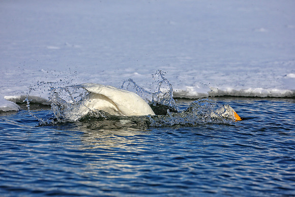 Splash splash