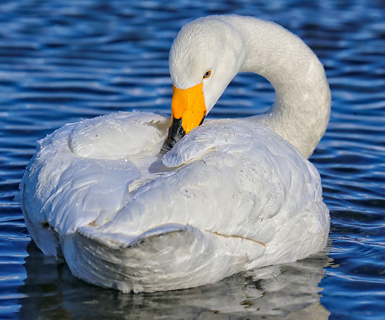 Grooming for One (cr)