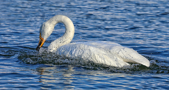 Still Swanning Around (cr)