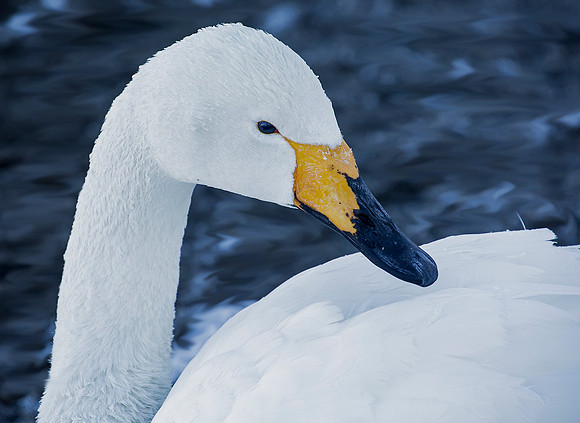 Swan Beauty