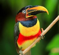 BIRDS