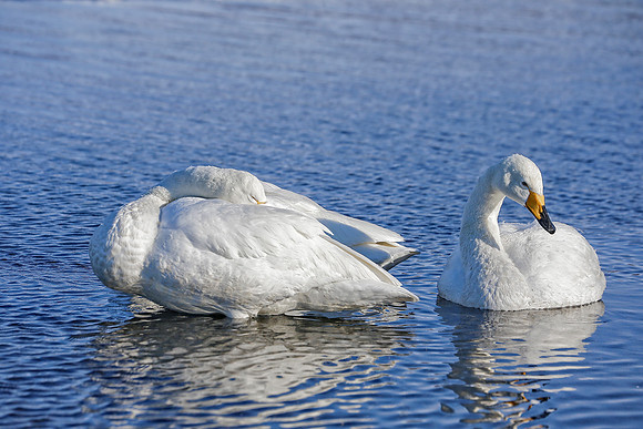 Whoopers