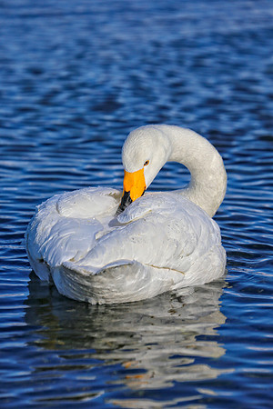 Grooming for One (ff)