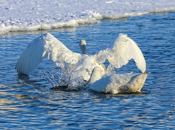WingFlap