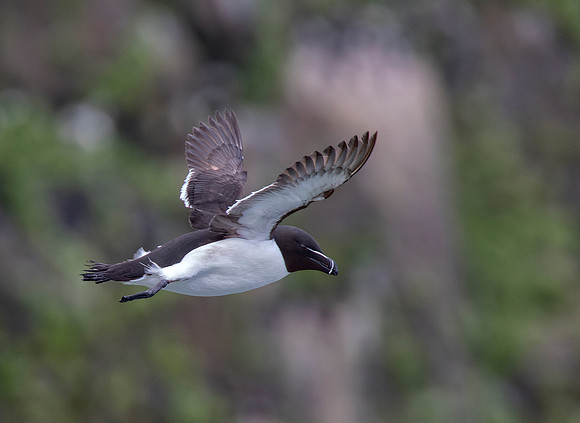 Flying By (cr)