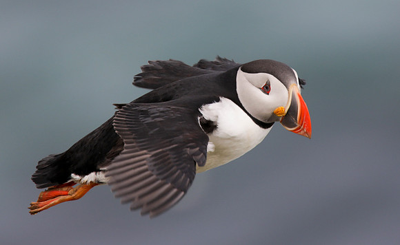 In Flight