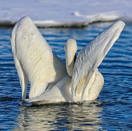 Wing Flaps Up (cr)