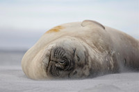 SEA ANIMALS