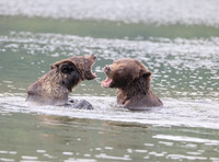 GRIZZLIES, KODIAK AND BROWN BEARS