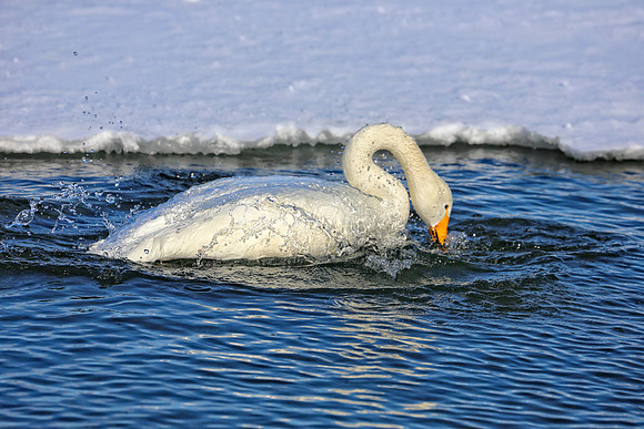 Swan Splashing