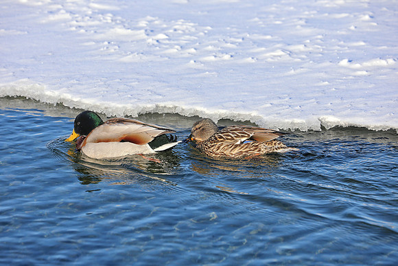 Ducks Ahoy