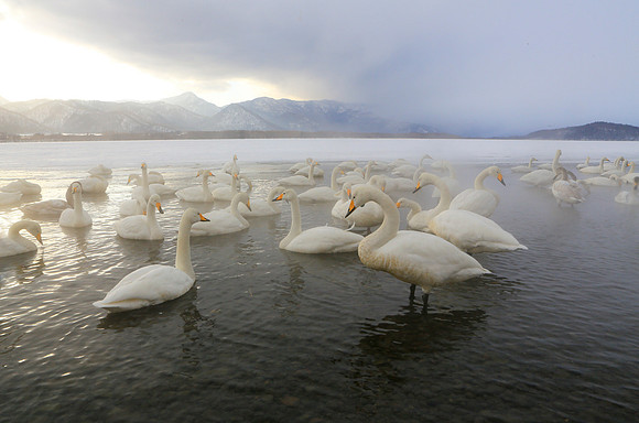 Swan Crowd