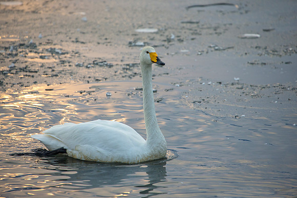 One Whooper