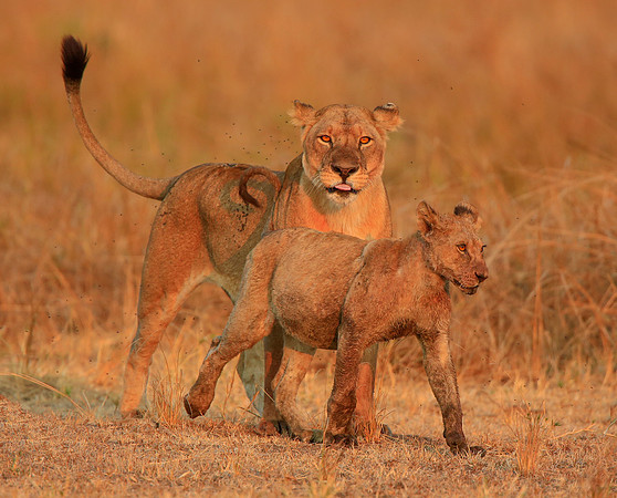 Mum and cub