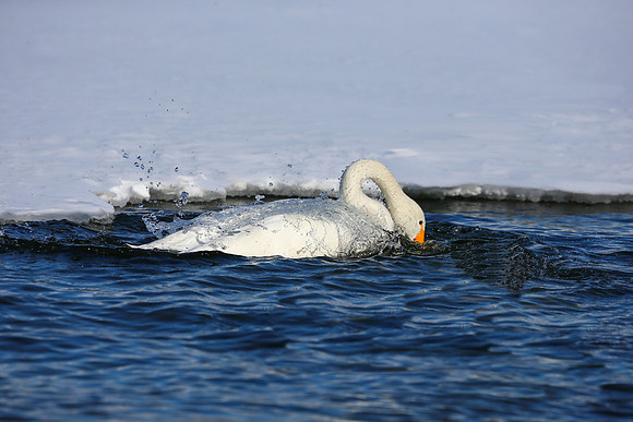 Swan Fun (full frame)
