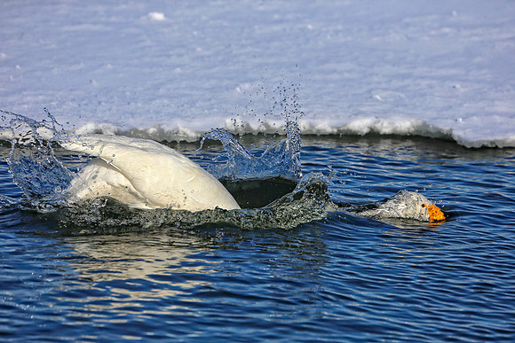 Splash Down or Up
