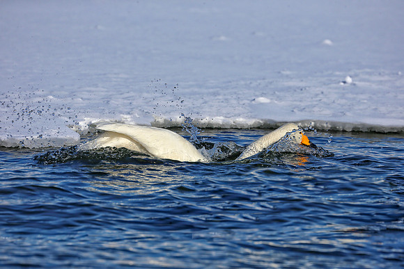 Water Swan Drops