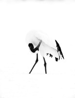 RED CROWNED CRANES