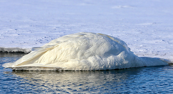 Head Under