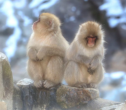 Two Monkeys