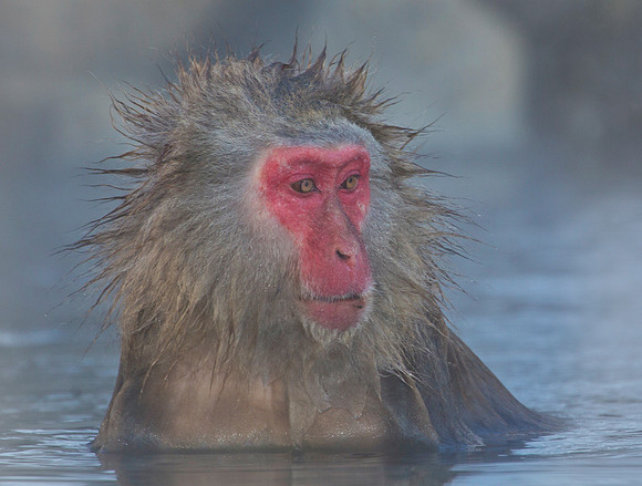Hot Spring Tub