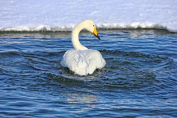 Shake it Off