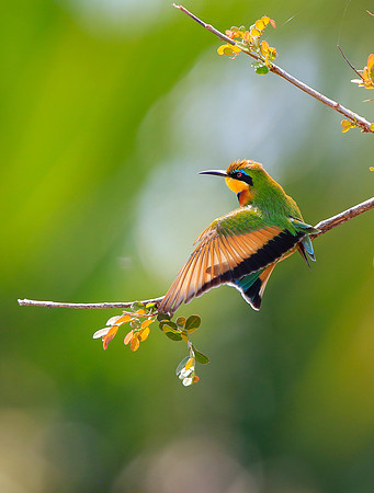 One Wing Dry