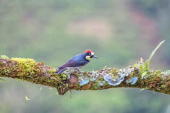 Treed