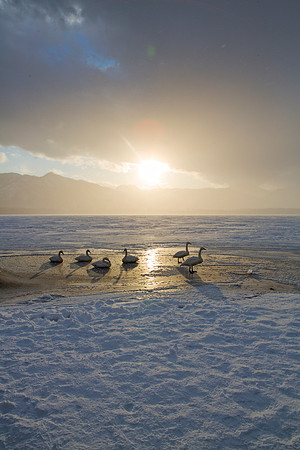 Sunset with the Swans
