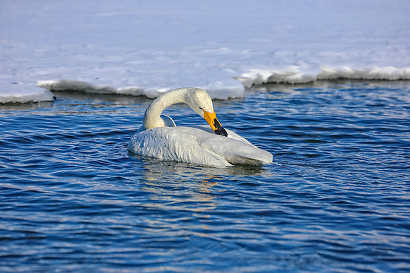 Beauty of Swans (full frame)
