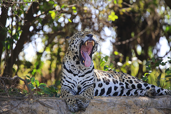 Another Yawn