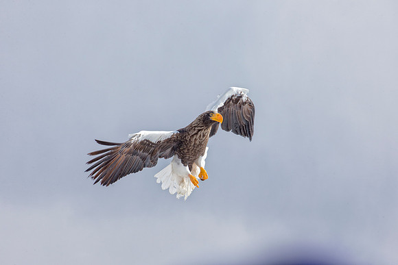 Watch Me Land