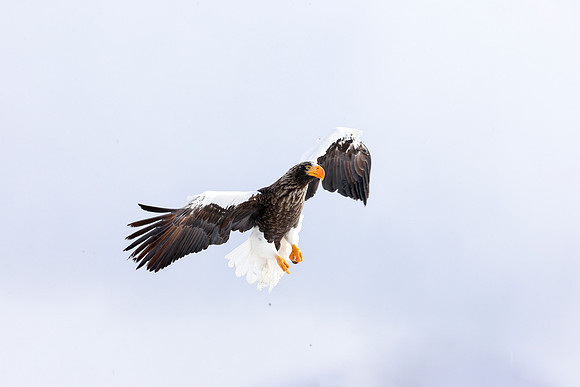 Up High