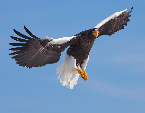 Wings High