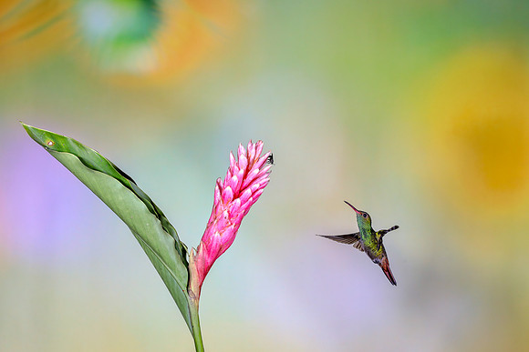 Humming