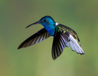 HUMMINGBIRDS