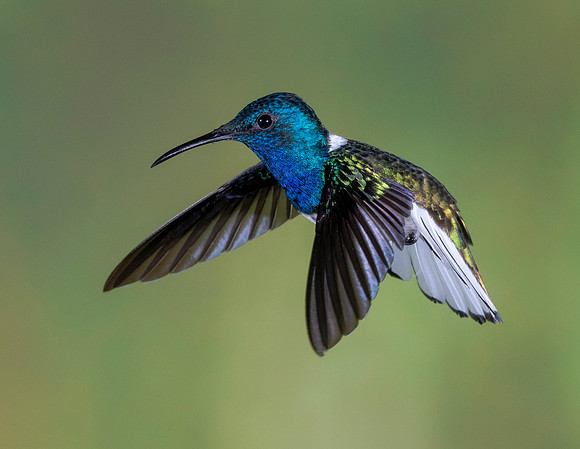 In Flight