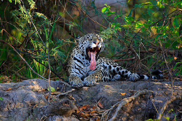 Yawn