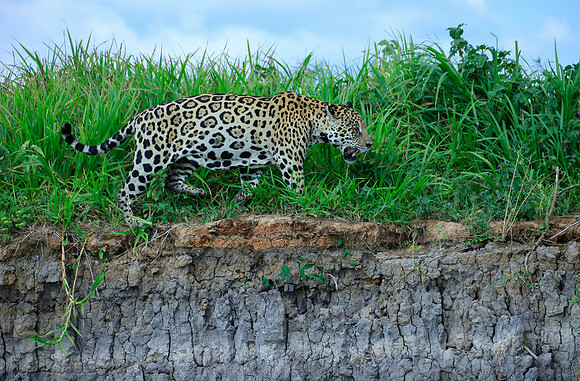 On the Move