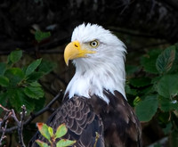 BIRDS OF PREY